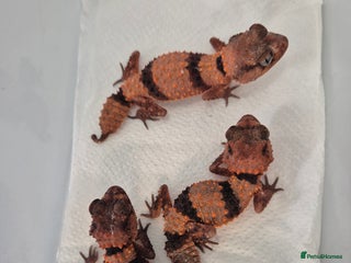 Gecko reptiles - Advert 13