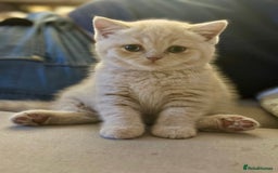 British Shorthair cats for sale: Beautiful soft teddy bears 🩷🩷only two girls left - Image 10