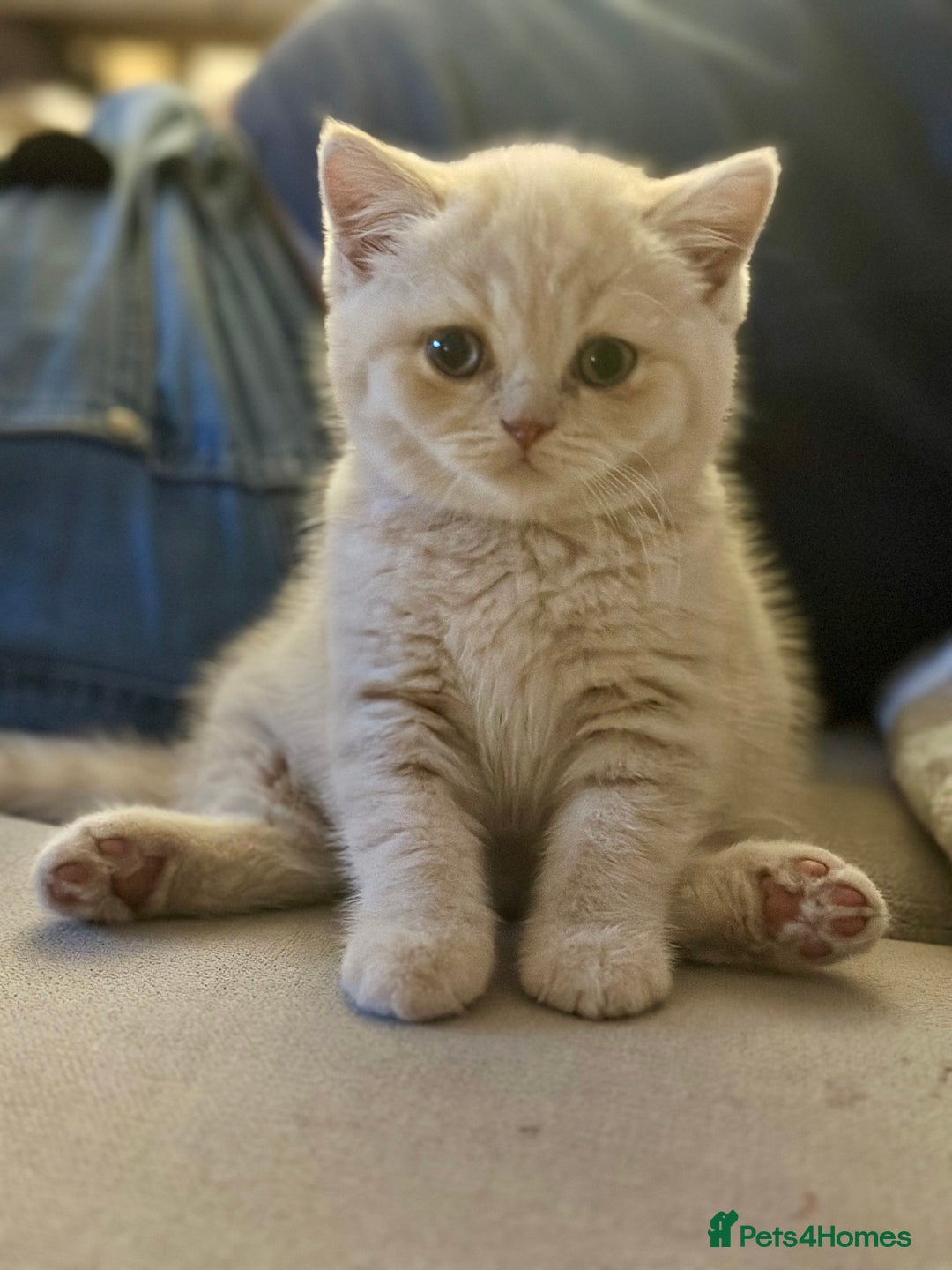 British Shorthair cats for sale: Beautiful soft teddy bears 🩷🩷only two girls left - Image 10