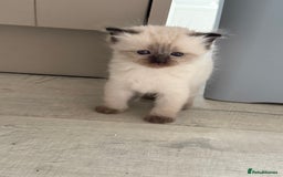 Ragdoll cats for sale: Purebred ragdoll kittens for sale  - Image 5
