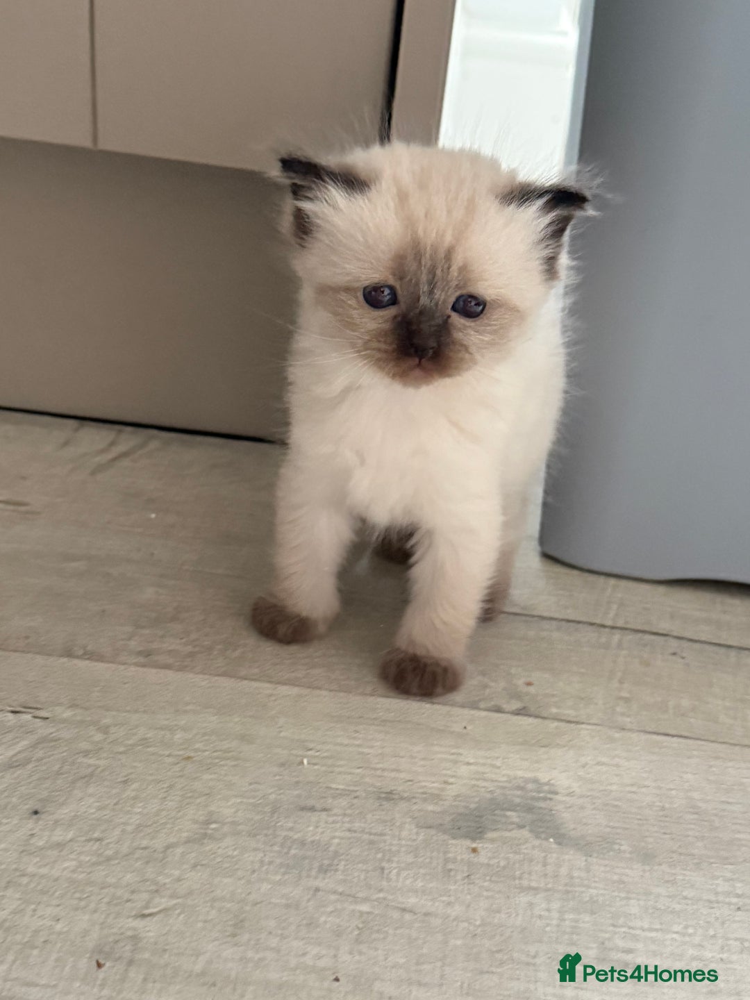 Ragdoll cats for sale: Purebred ragdoll kittens for sale  - Image 5