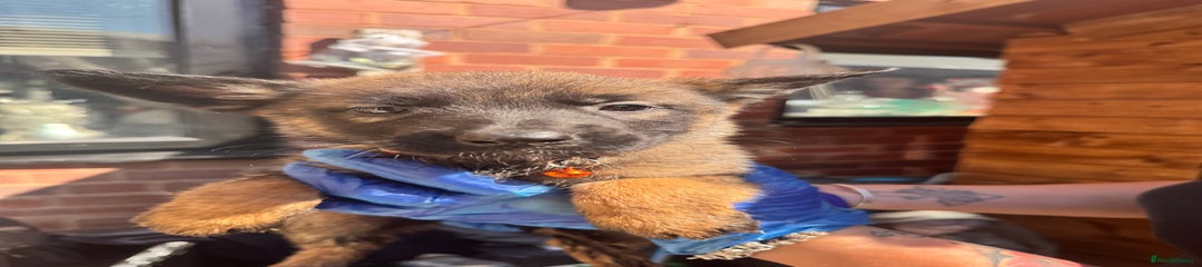 Belgian Shepherd Dog Puppy 5