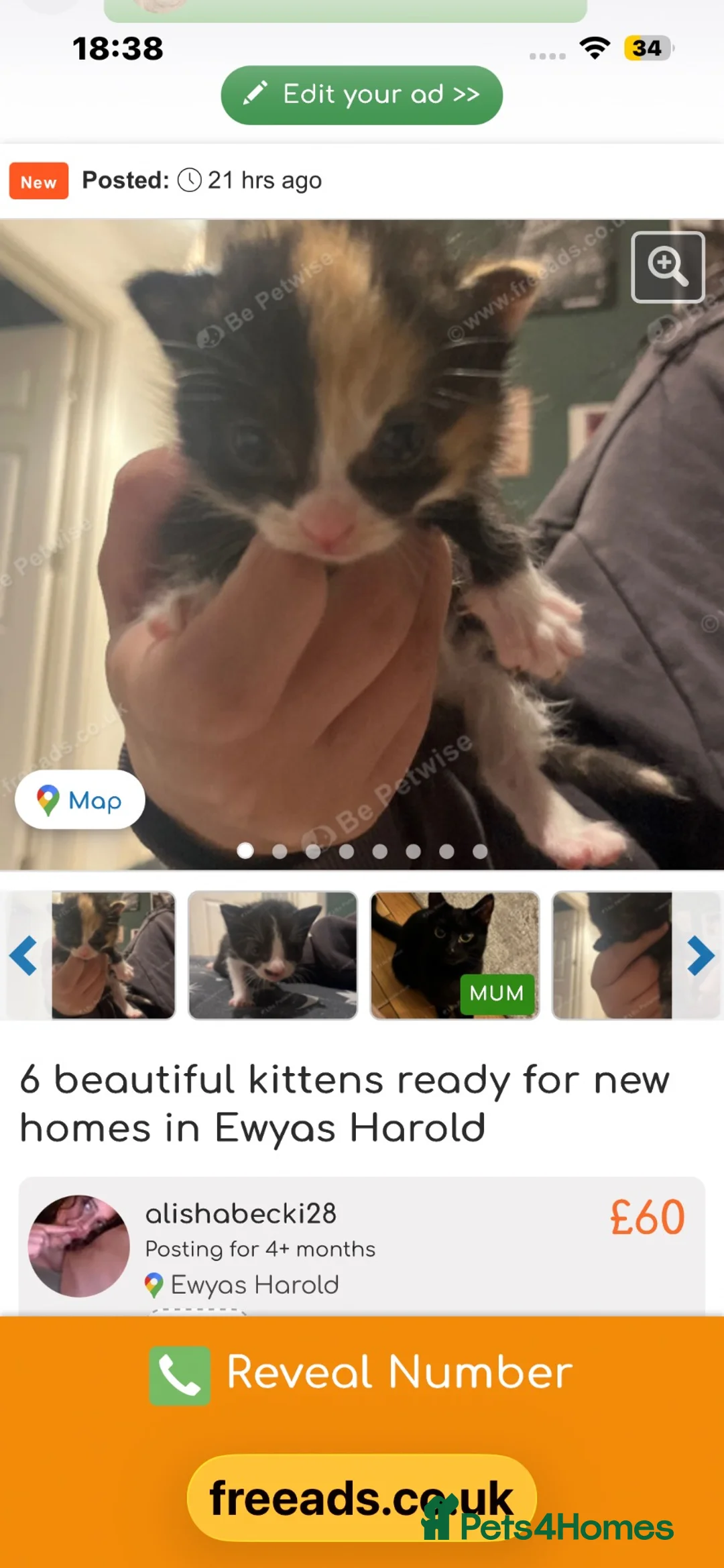 Mixed Breed cats for sale: 6 beautiful kitties ready to go to new homes  in Hereford - Advert 2