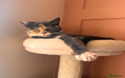 British Shorthair cats for sale: Beautiful cat British blue cross  - Image 1