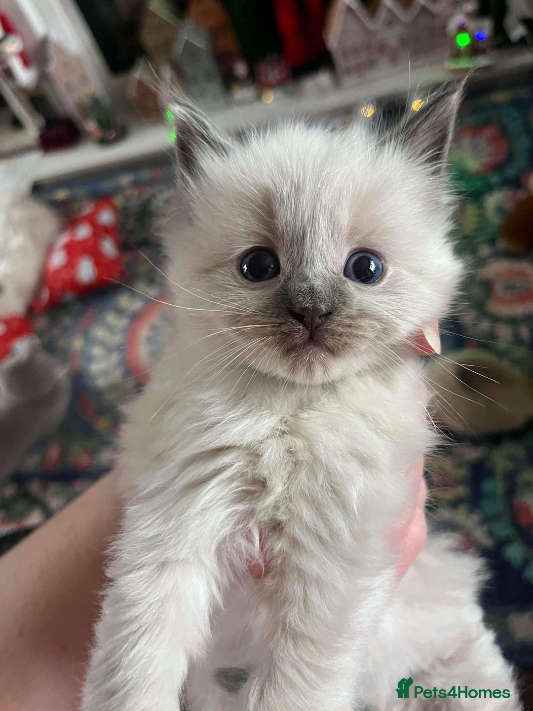 Ragdoll cats for sale: Two GCCF ragdoll boys ♂️♂️😺😺 - Advert 20