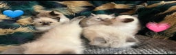 Ragdoll cats for sale: Beautiful pure ragdoll kittens  - Advert 6