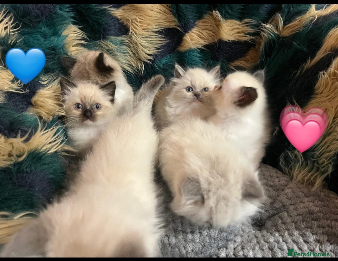 Ragdoll cats for sale: Beautiful pure ragdoll kittens  - Advert 6