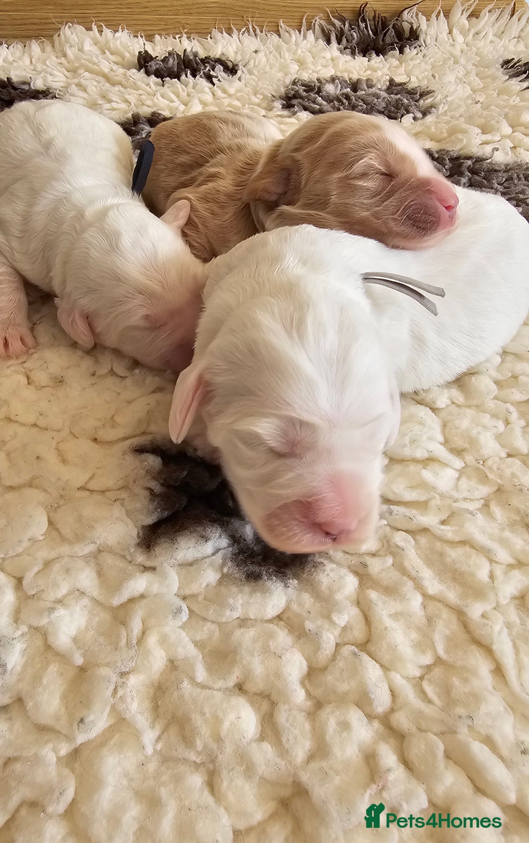 Australian Labradoodle dogs for sale: STUNNING FULLY HEALTH TESTED PUPPIES 🌟🐾 - Image 17