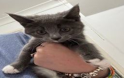 Mixed Breed cats for sale: 4 gorgeous kittens for sale - Image 1