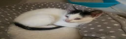 Domestic Shorthair cats for sale: White cat  - Advert 3