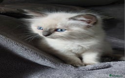 Ragdoll cats for sale: 5 beautiful ragdoll kittens ready to leave now - Image 11