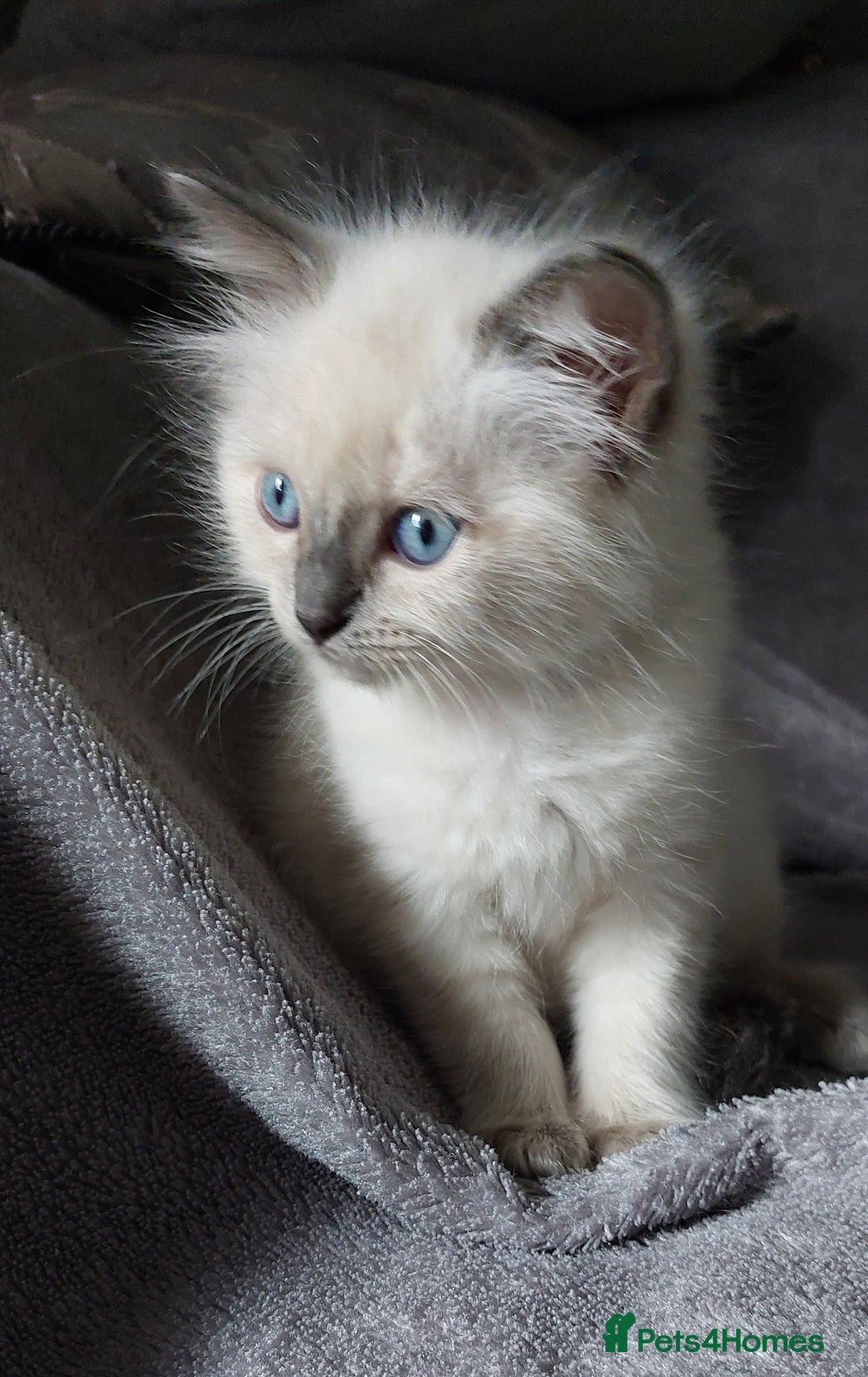 Ragdoll cats for sale: 5 beautiful ragdoll kittens ready to leave now - Image 11