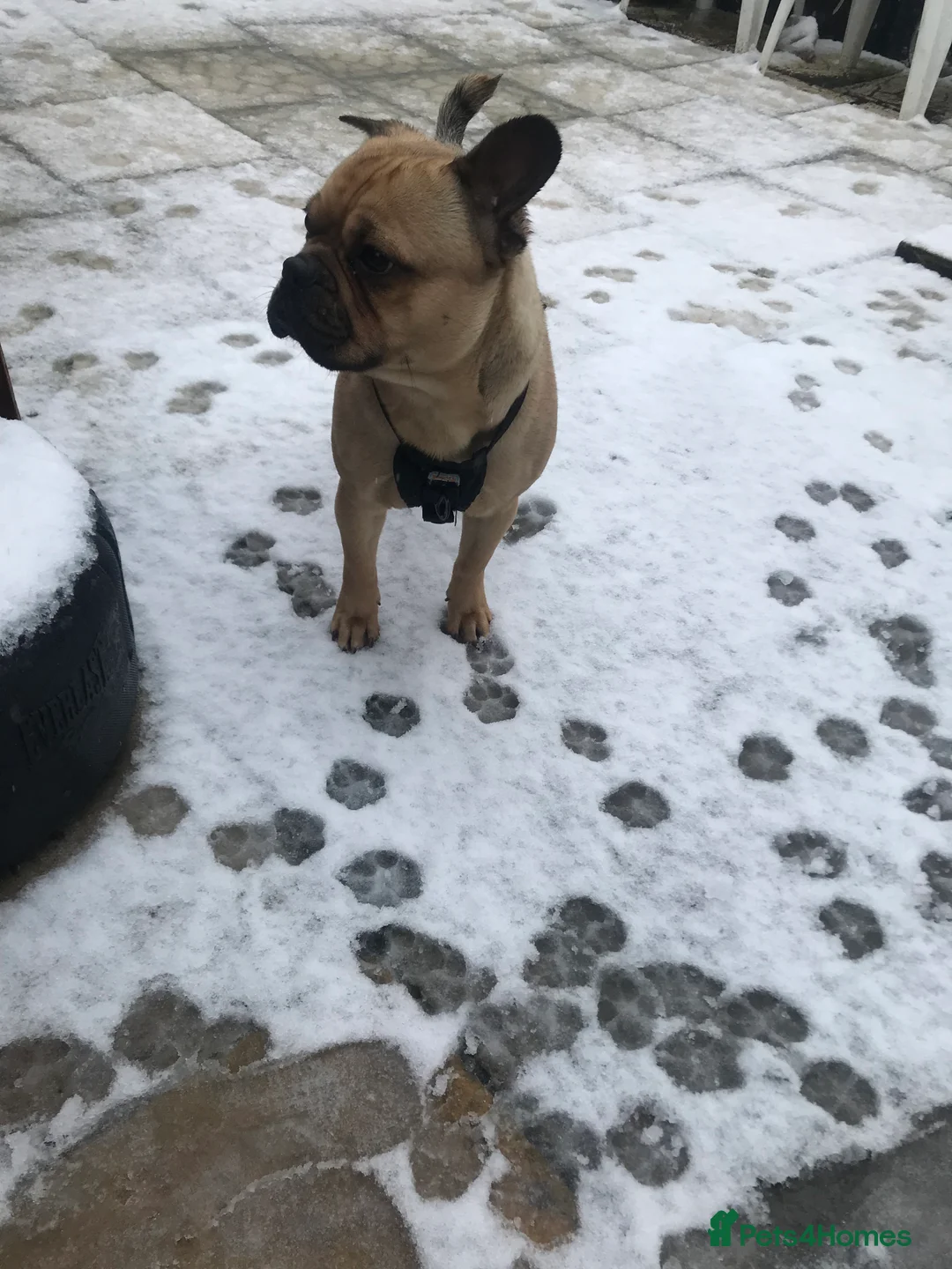 Frug dogs for stud: Rocco the Frug in Bridgwater - Advert 2