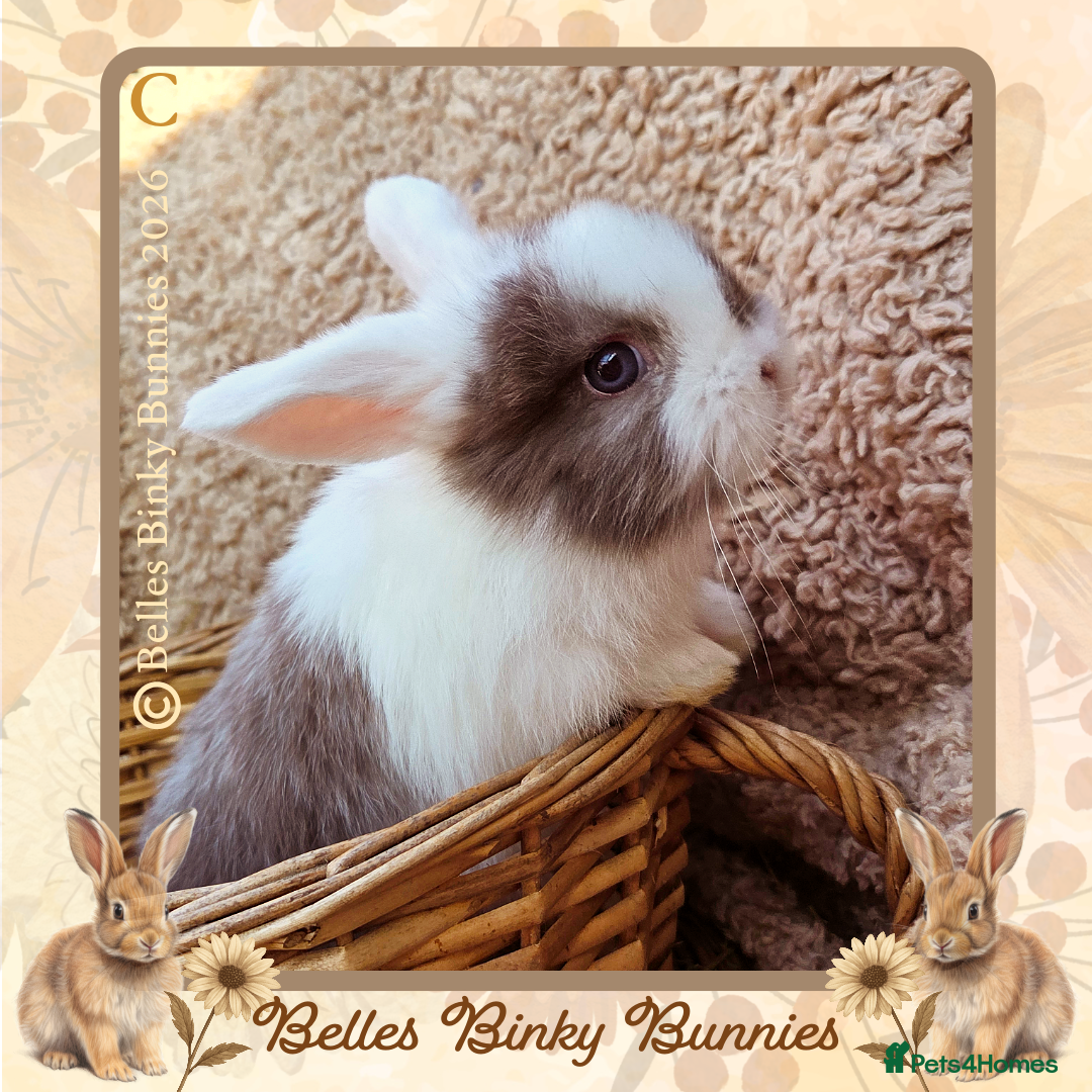 Mini Lop rabbits 🌷SOLD 🌷 - Advert 14
