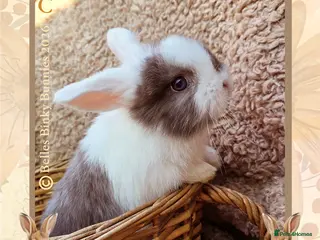 Mini Lop rabbits 🌷SOLD 🌷 - Advert 14