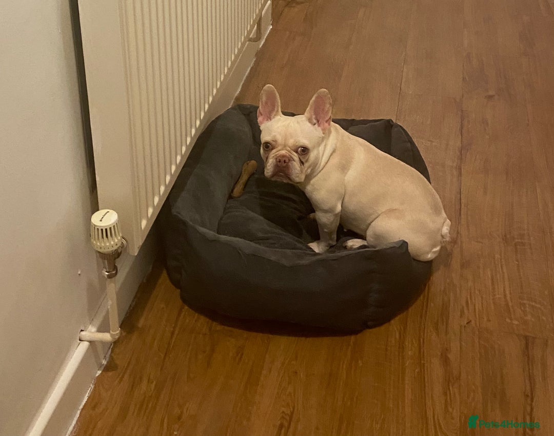French Bulldog dogs for sale: Platinum French Bulldog - Image 5