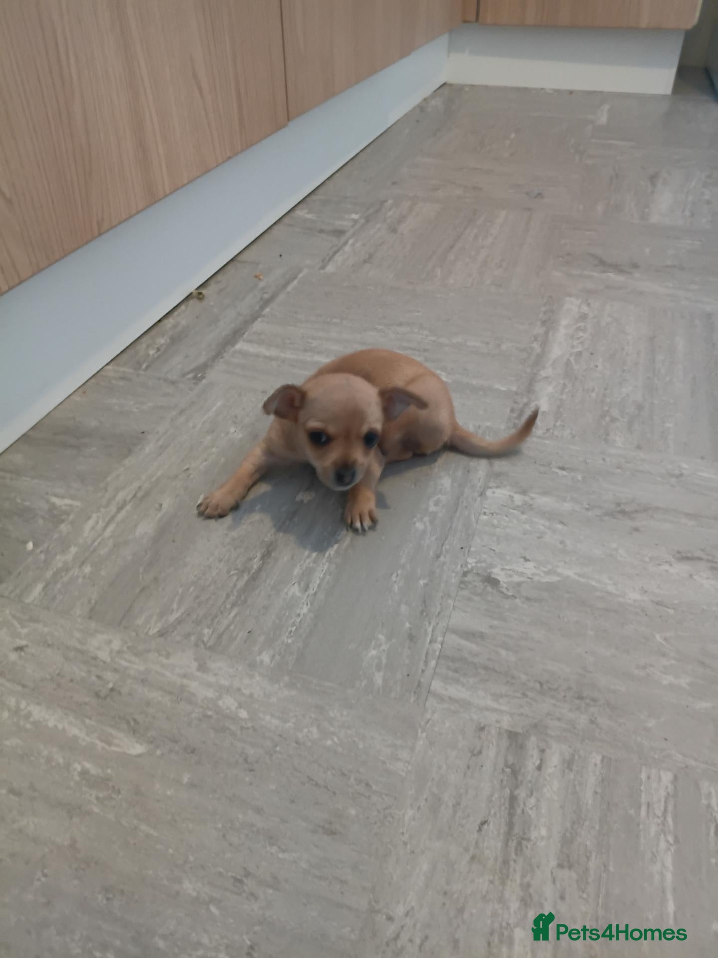 Chihuahua dogs Mr chivauva - Advert 1