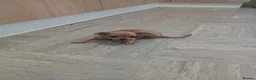 Chihuahua dogs for sale: Mr chivauva - Advert 1
