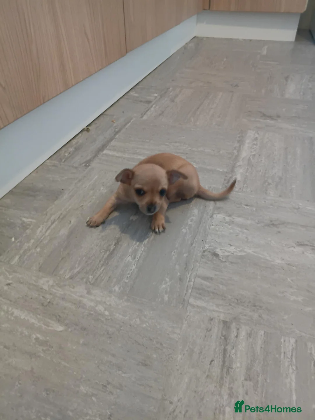 Chihuahua dogs for sale: Mr chivauva - Advert 1