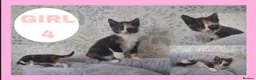 Mixed Breed cats for sale: Calico kittens for sale - Advert 4