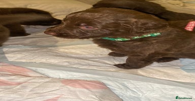 Mixed Breed dogs Beautiful Family-Raised Sheprador Puppies - Advert 14