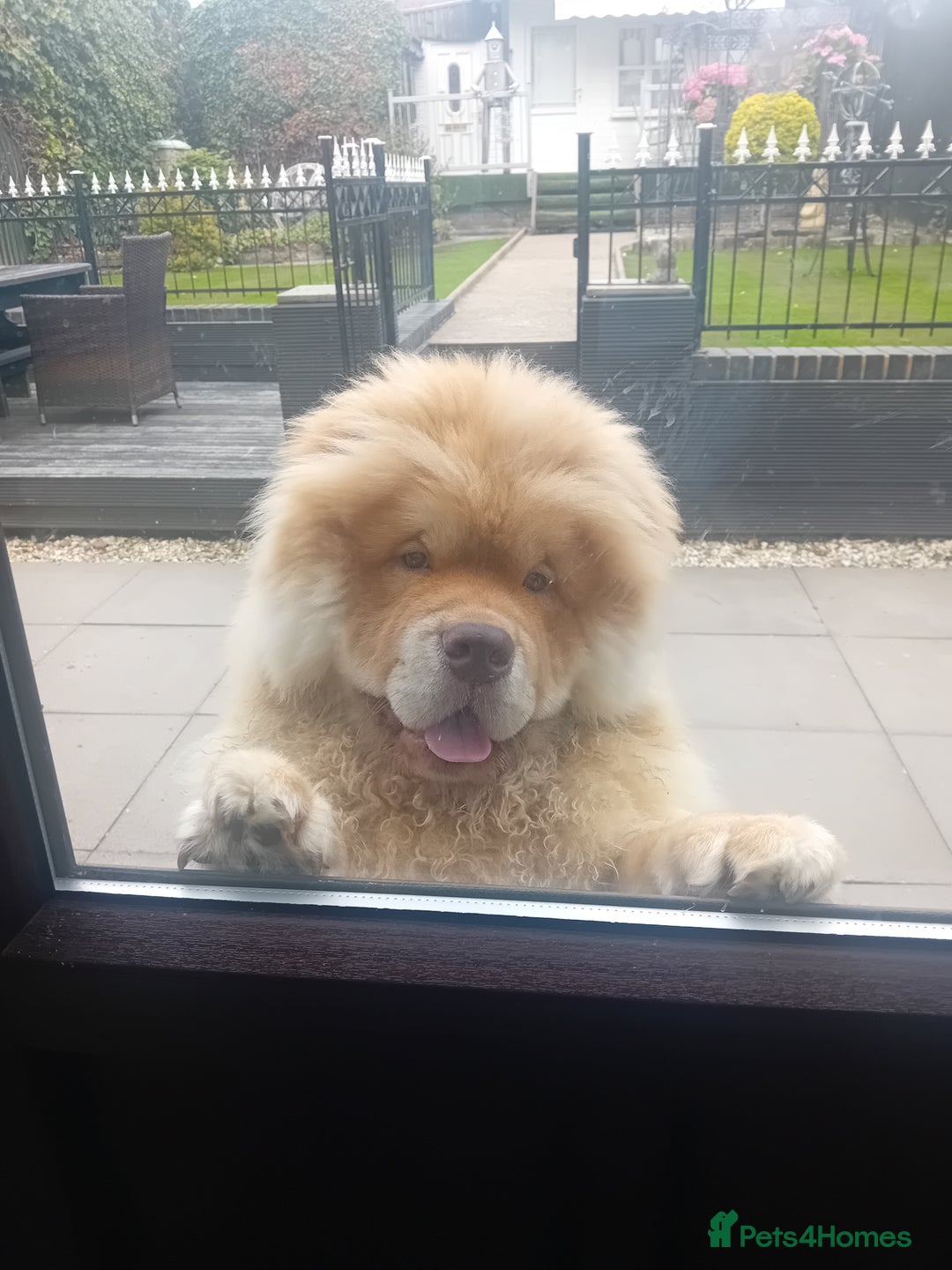 Chow Chow dogs for stud: Chowmazing  - Image 9