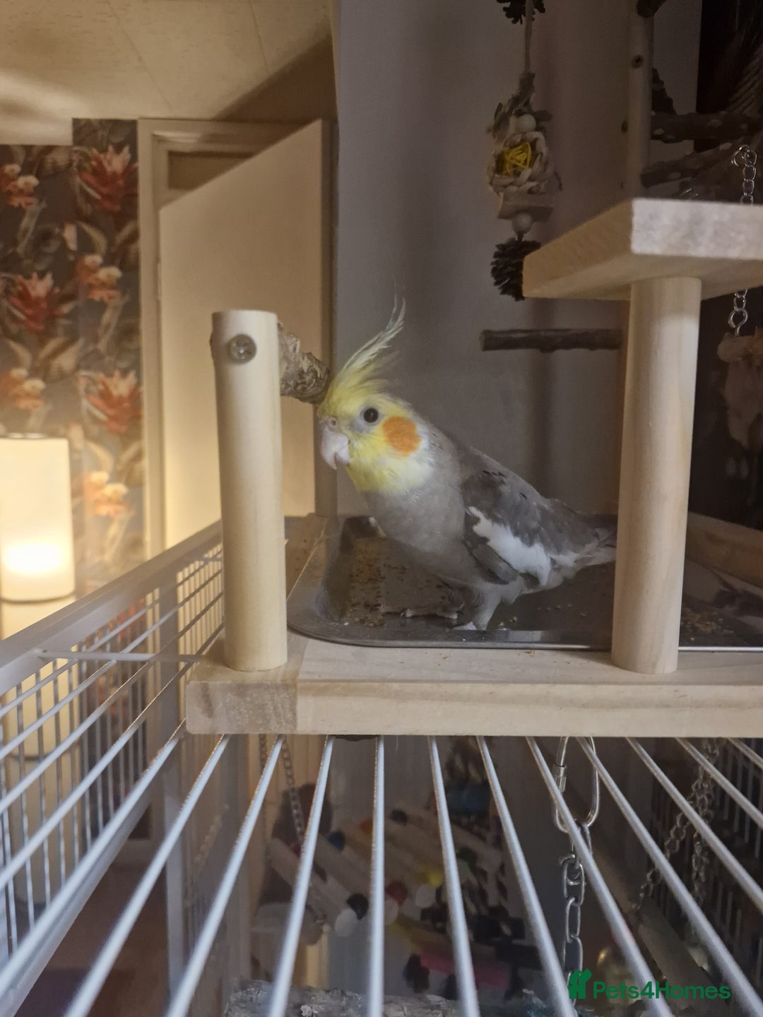 Cockatiels birds for sale: Female cockatiel - Advert 5