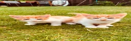 Mixed Breed cats for sale: Cute and energetic kittens - Advert 3