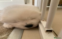 Samoyed dogs for sale: Samoyed puppies  - Image 8