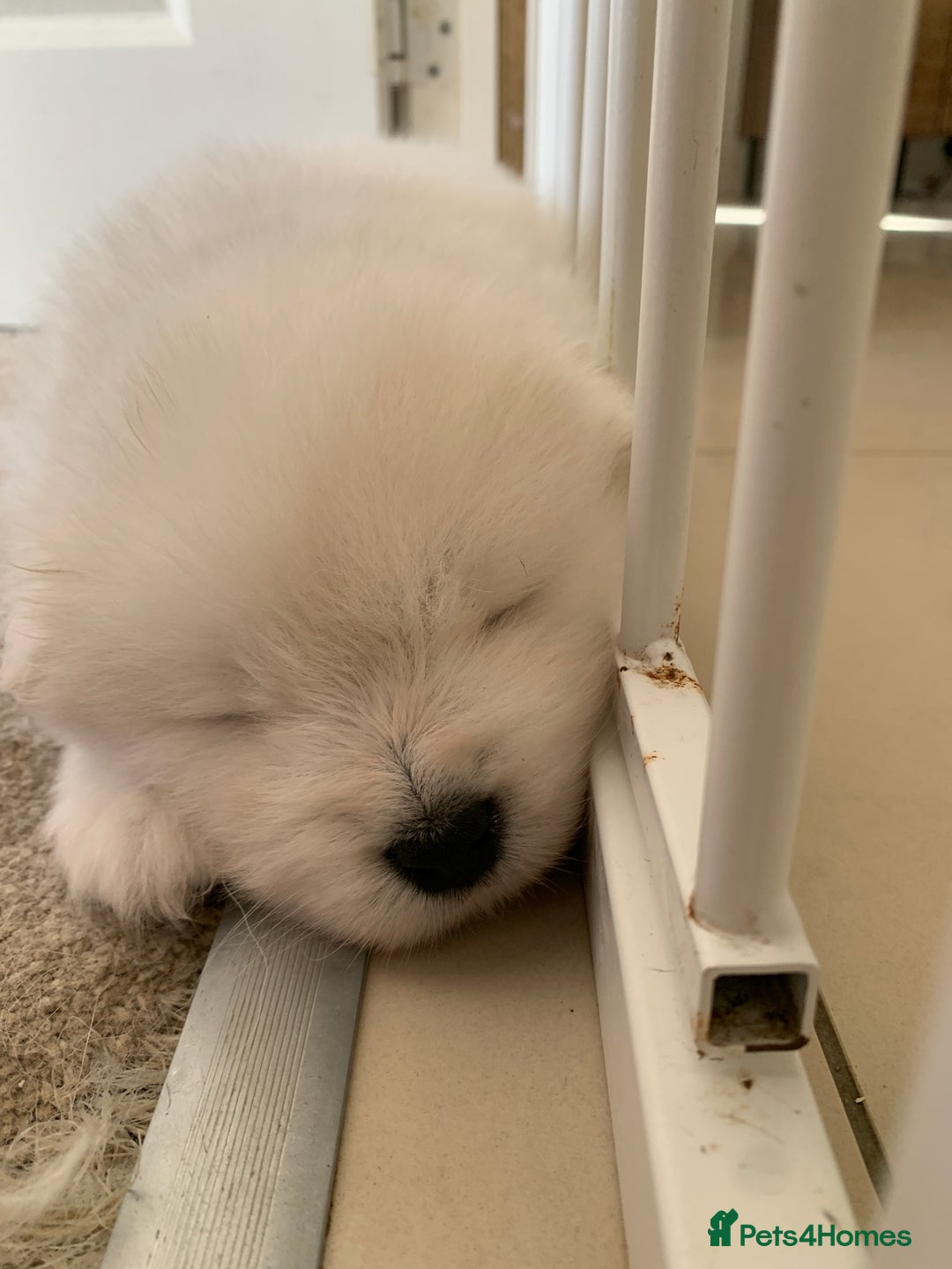 Samoyed dogs for sale: Samoyed puppies  - Image 8
