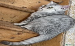 British Shorthair cats for sale: Silver tic & golden tic  - Image 8