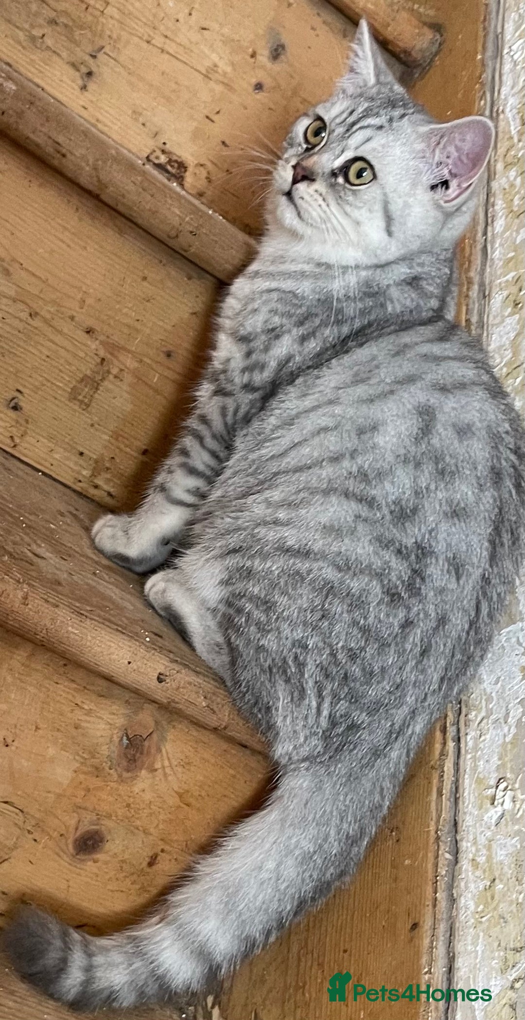 British Shorthair cats for sale: Silver tic & golden tic  - Image 8