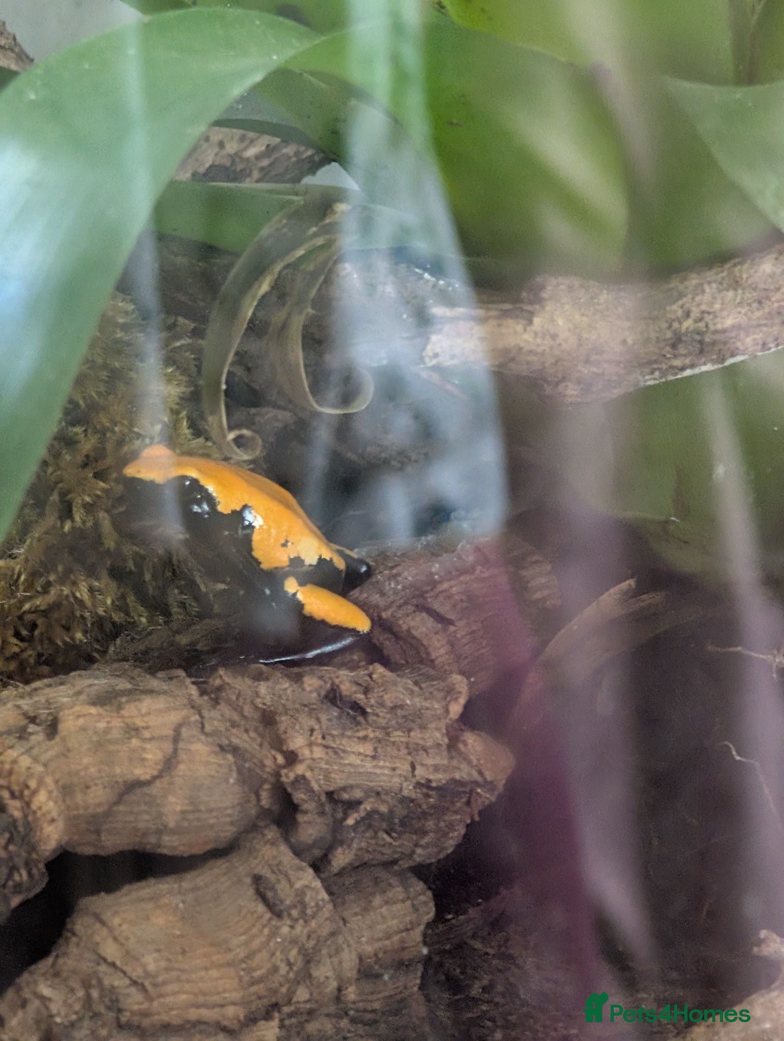 Frog reptiles Splashback dart frogs and enclosure  - Advert 3