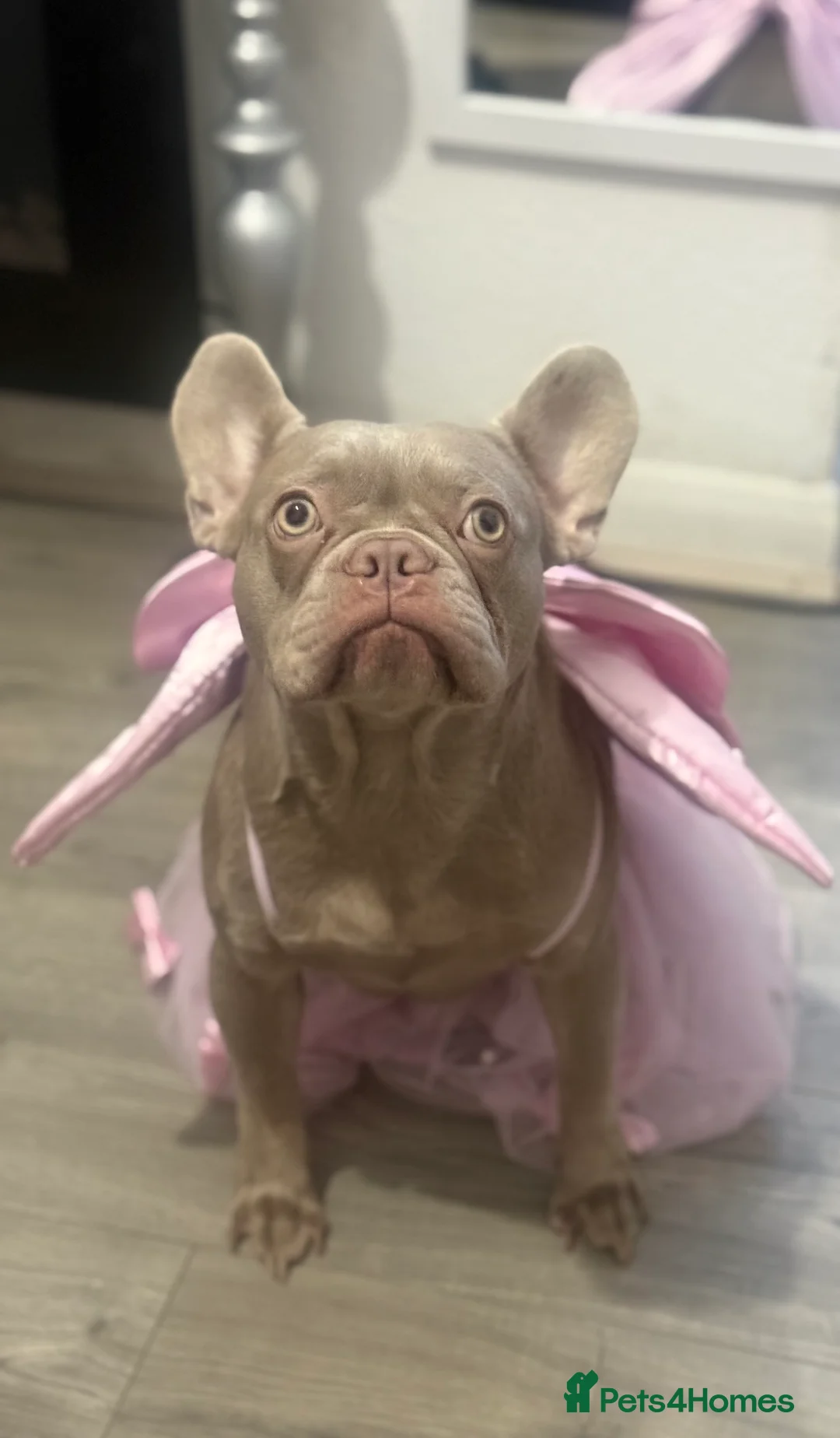 French Bulldog dogs for sale: French bulldog ,lilac - Advert 4