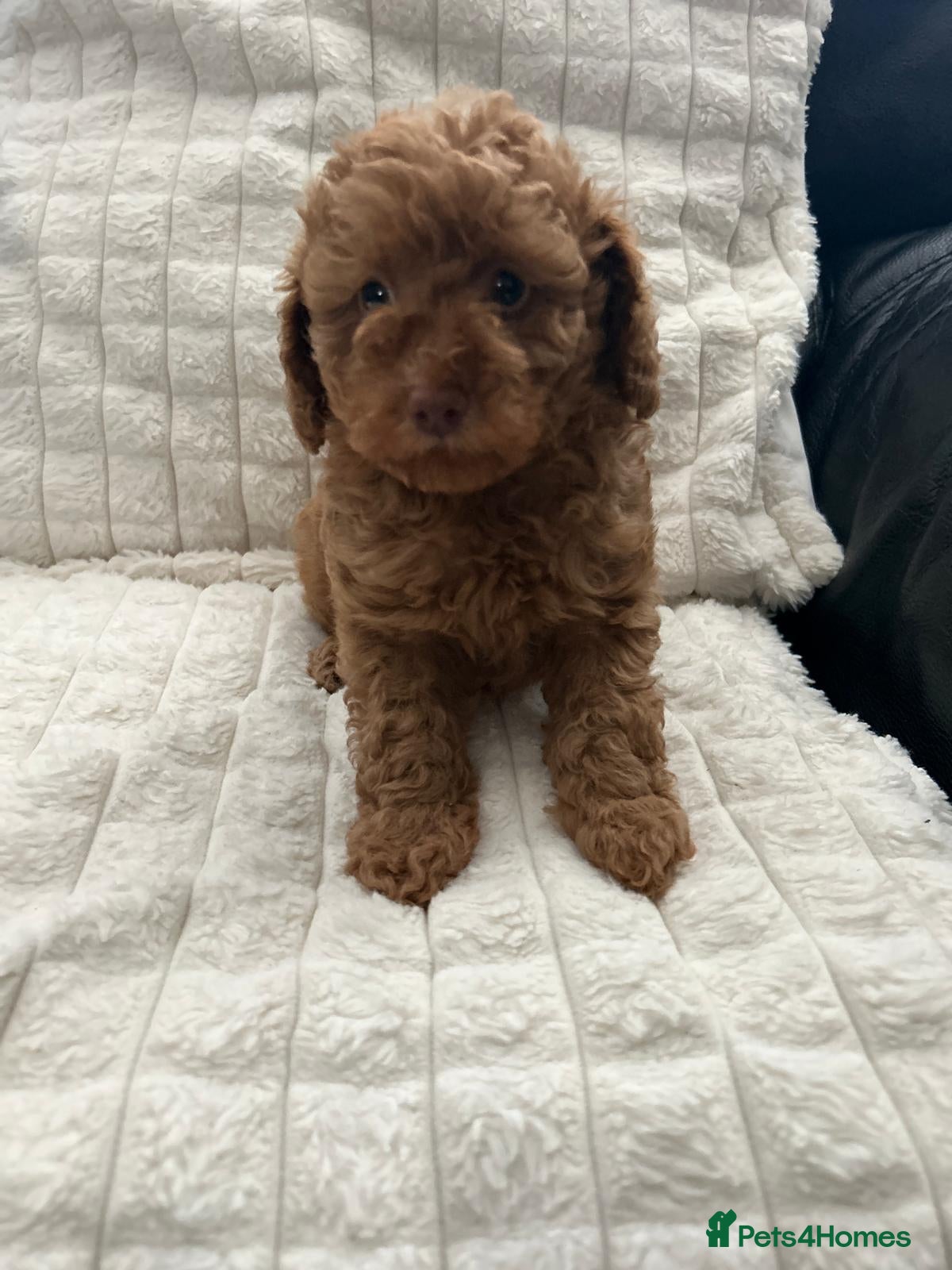 Toy Poodle dogs Beautiful Toy poodle girls  - Advert 2