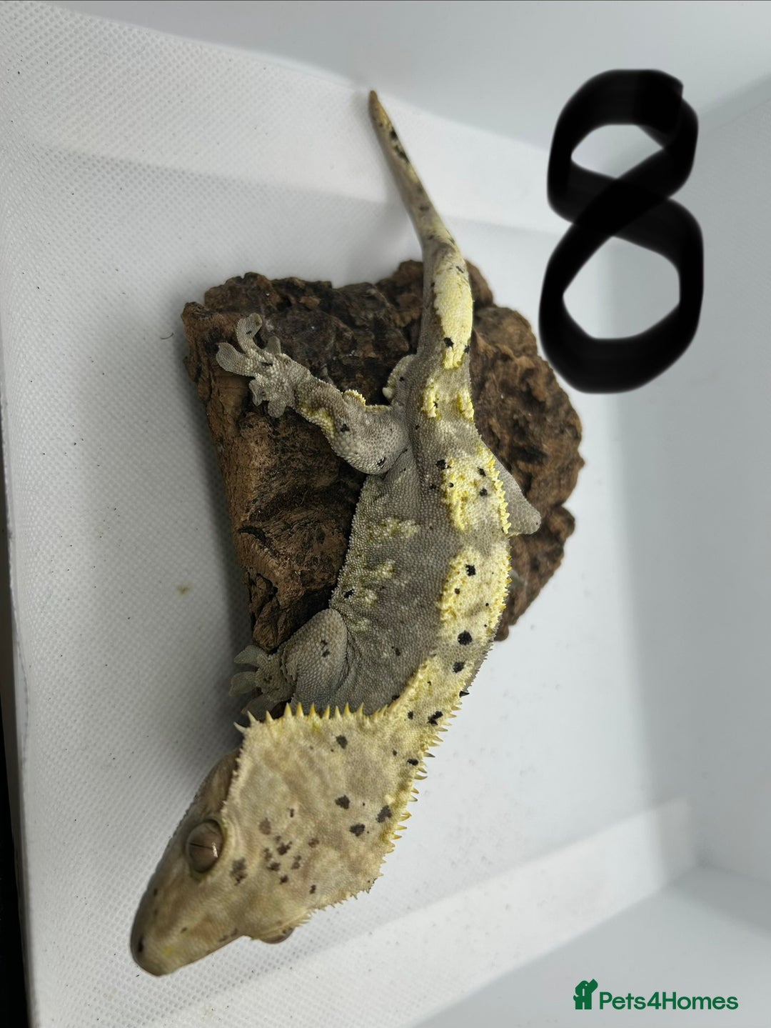 Gecko reptiles for sale: Male crested geckos - Advert 4