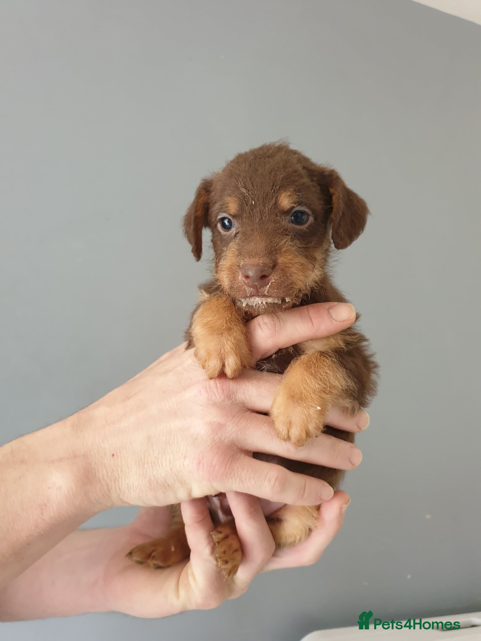Patterdale Terrier dogs 3 chocolate patterdale terrier puppies - Advert 1