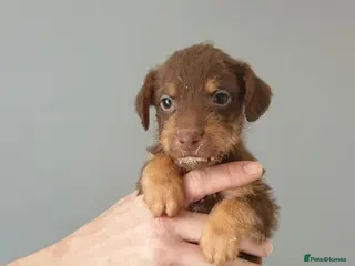 Patterdale Terrier dogs 3 chocolate patterdale terrier puppies - Advert 1