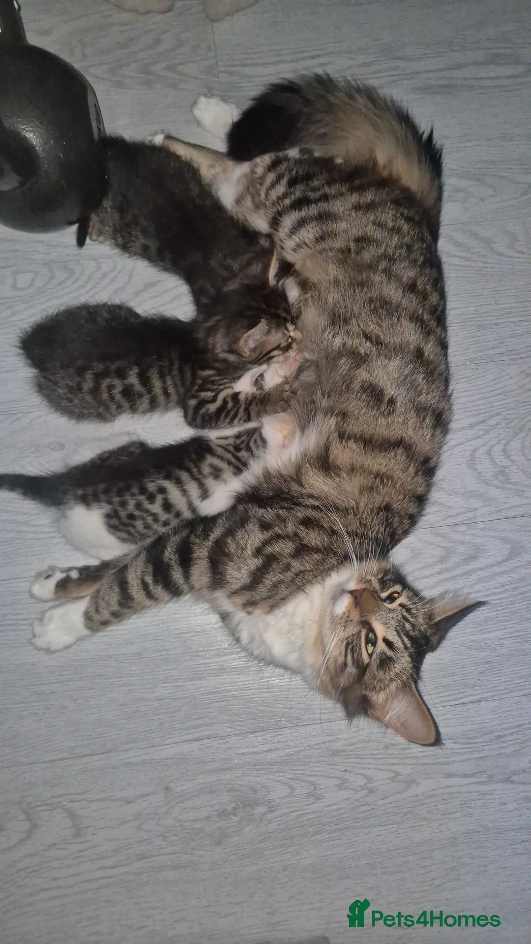 Mixed Breed cats for sale: Gorgeous Tabby in London - Advert 2