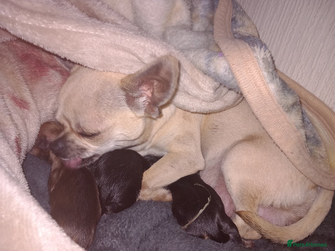 Chihuahua dogs for sale: Chihuahua puppies  - Image 10