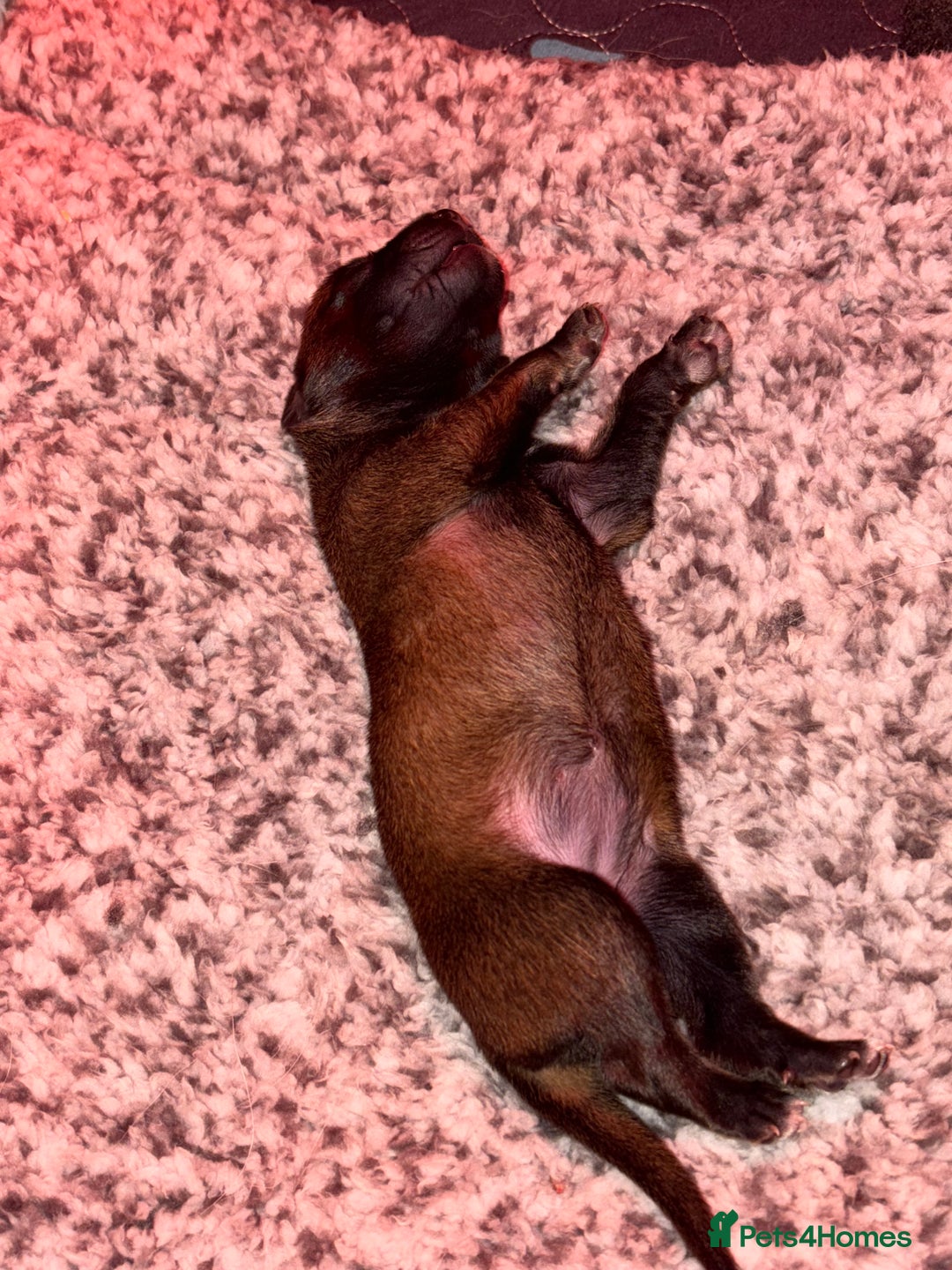 Belgian Shepherd Dog dogs for sale: Belgian Malinois Puppies - Advert 16