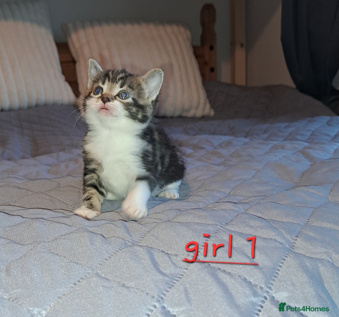 Domestic Shorthair cats for sale: 5 gorgeous kittens for sale  - Advert 6