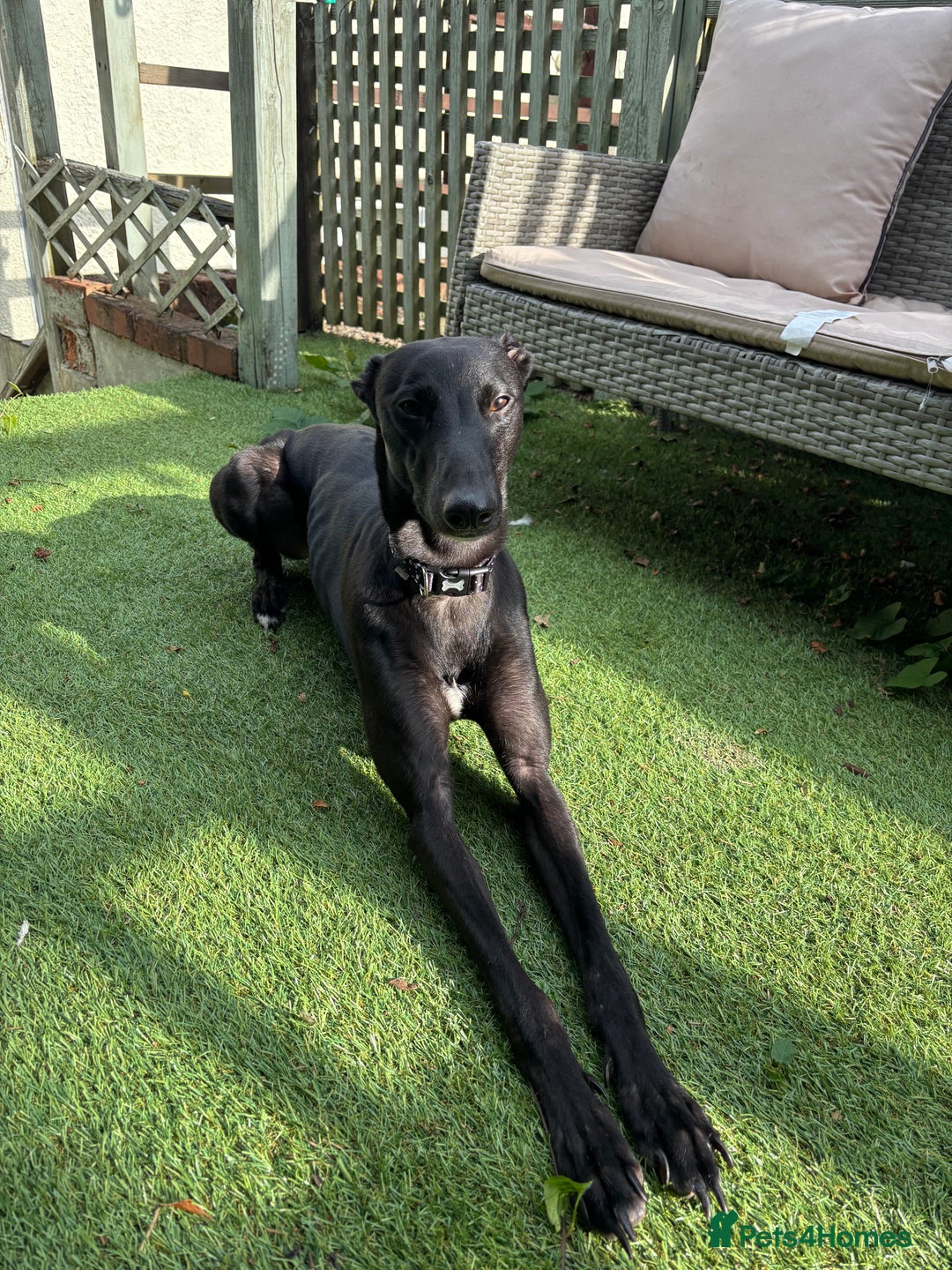 Lurcher dogs for sale: Raven lurcher  - Advert 1