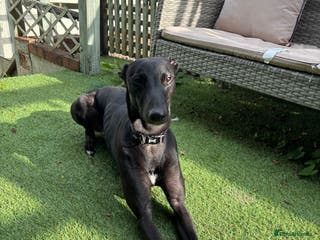 Lurcher dogs Raven lurcher - Advert 14