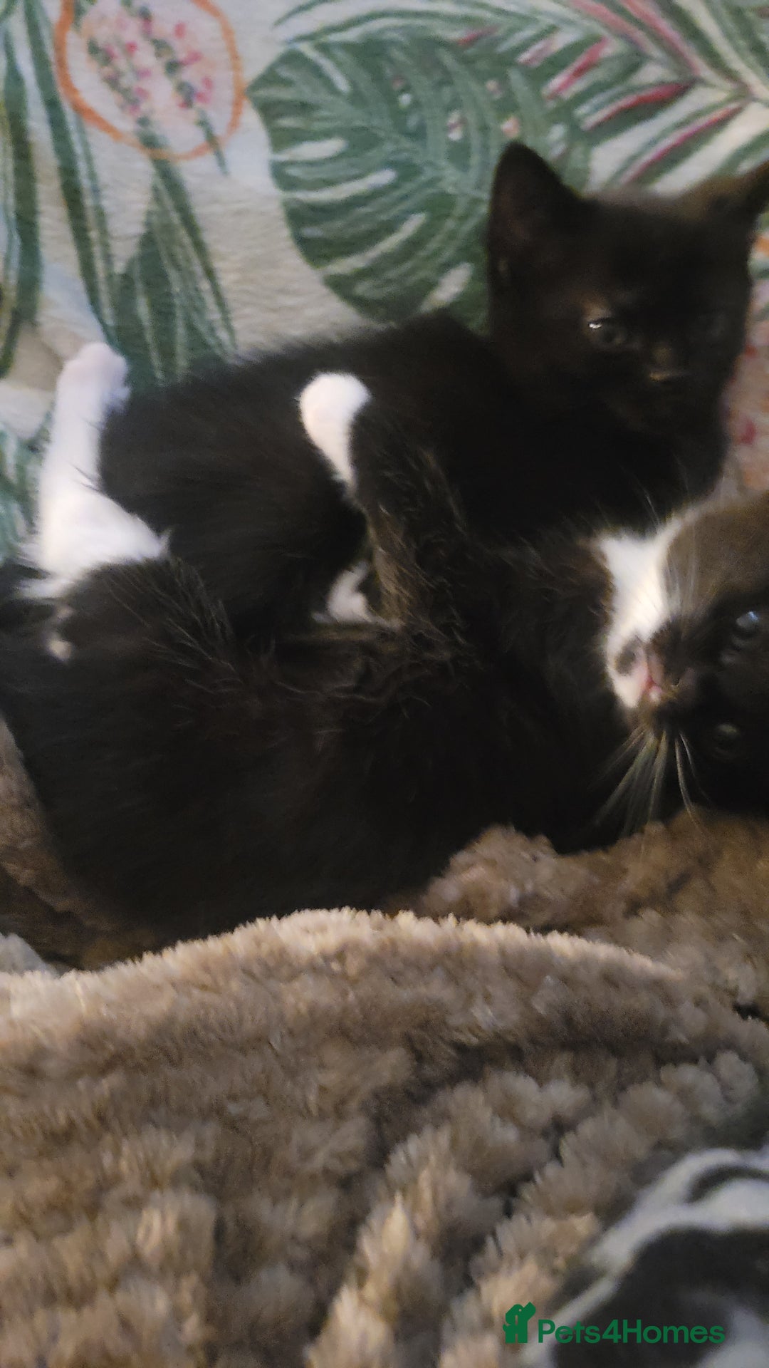 Mixed Breed cats for sale: Mixed maincoons  - Advert 4