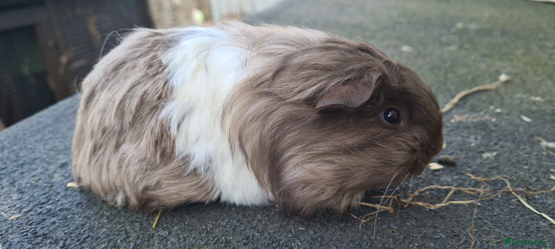 Guinea Pig rodents for sale: Pure Sheltie Male guinea pigs  - Image 9