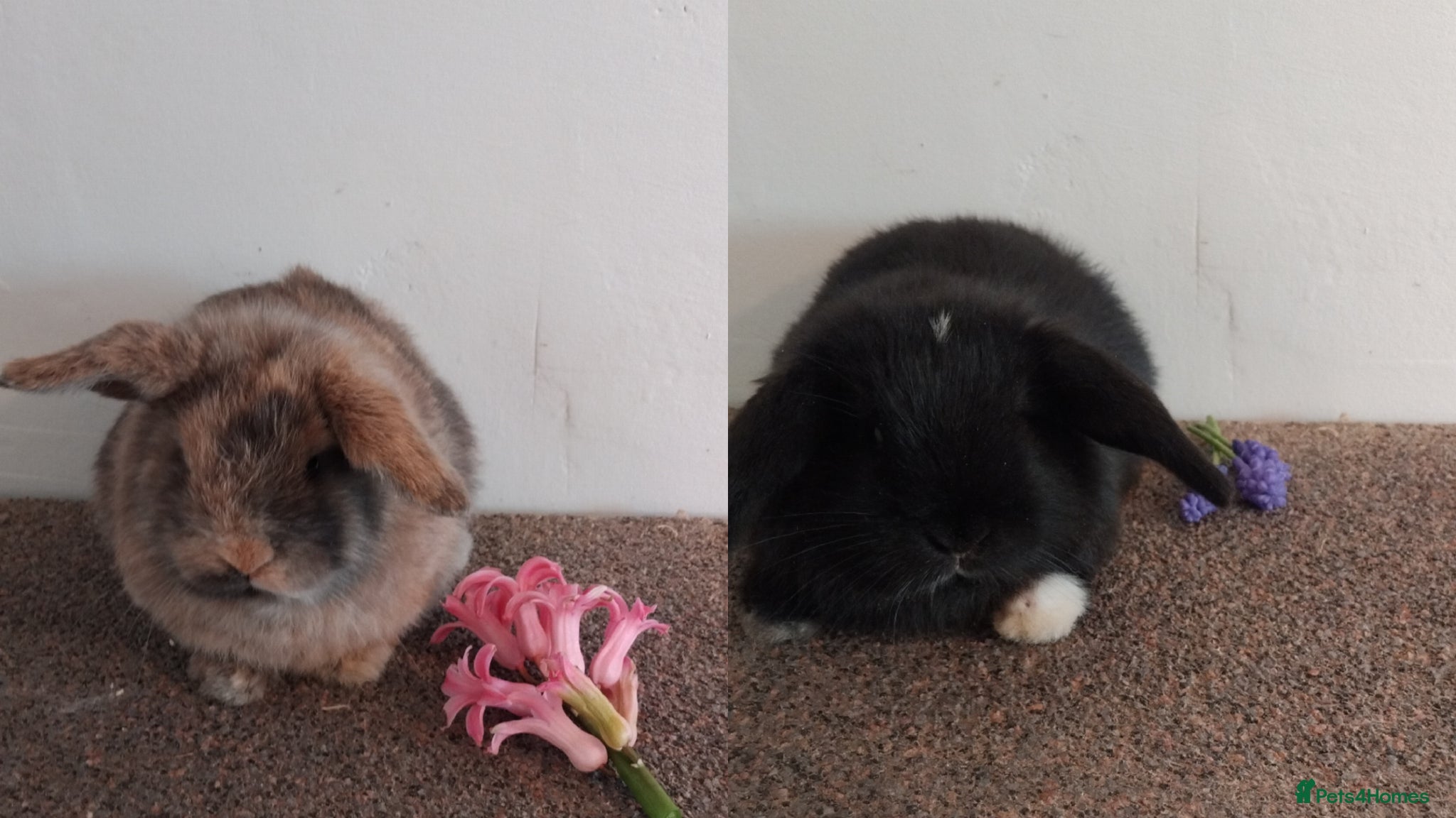 Mini Lop rabbits 2x gorgeous baby mini lop bunnies for sale - Advert 1