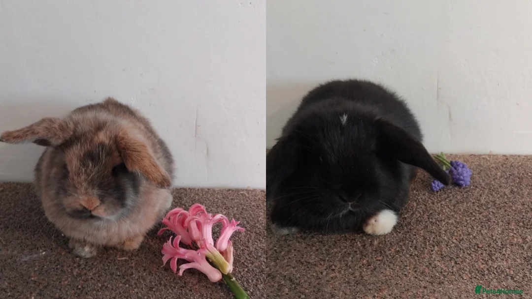 Mini Lop rabbits for sale: 2x gorgeous baby mini lop bunnies for sale - Advert 1