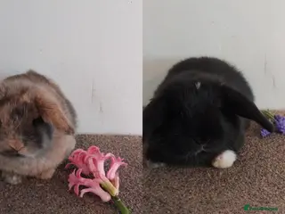 Mini Lop rabbits 2x gorgeous baby mini lop bunnies for sale - Advert 1