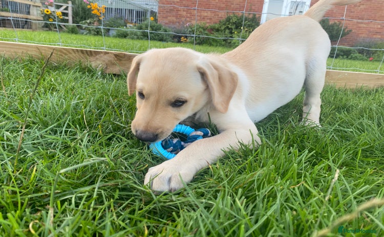 Labrador Retriever dogs - Advert 9
